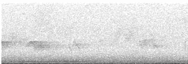 lesňáček černobílý - ML619460639