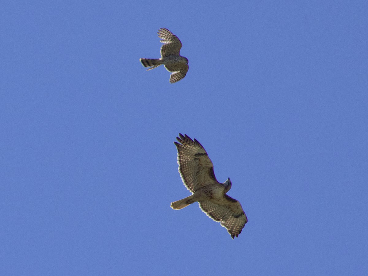 Red-tailed Hawk - ML619460693