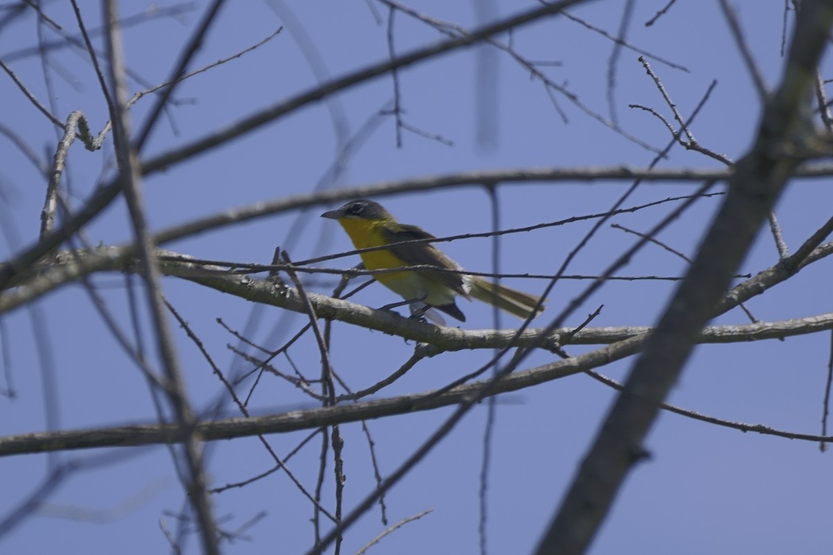 Yellow-breasted Chat - ML619460777