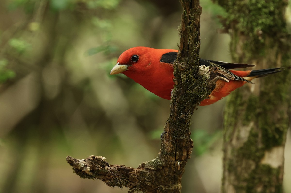 Scarlet Tanager - ML619460796