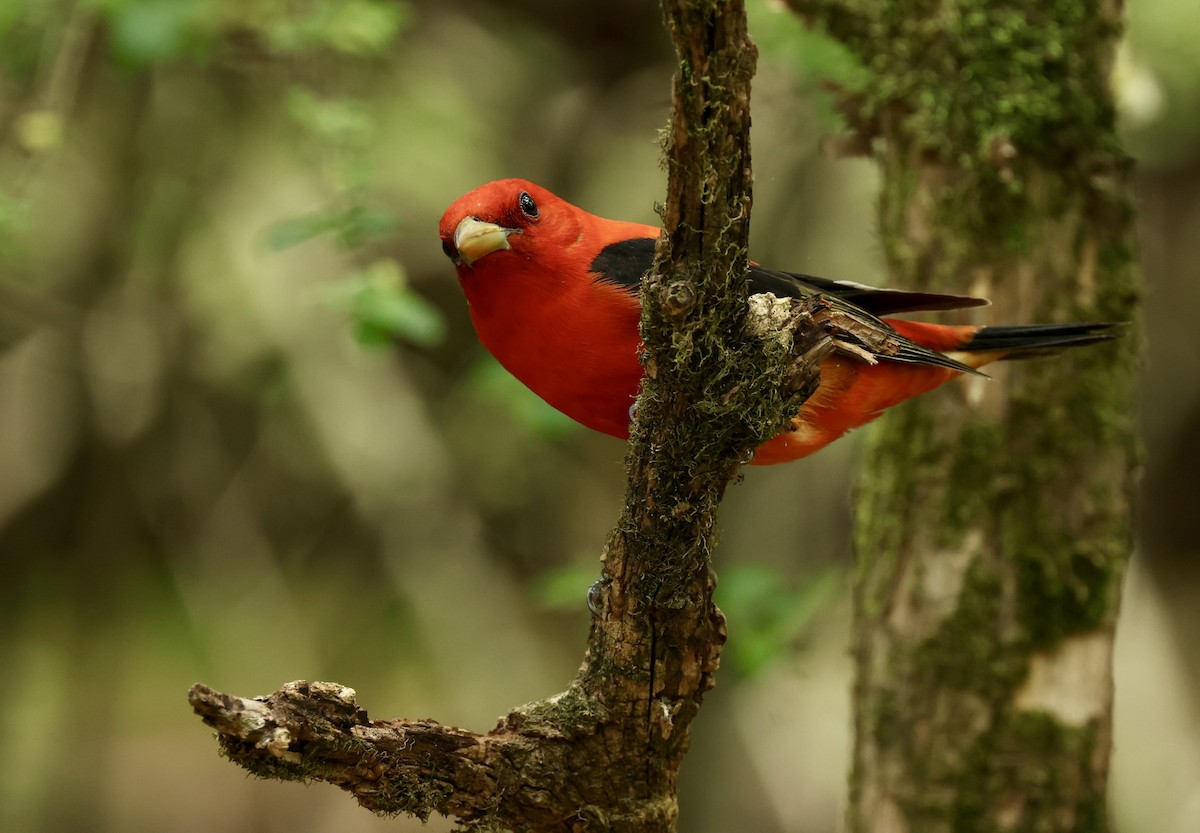 Scarlet Tanager - ML619460797