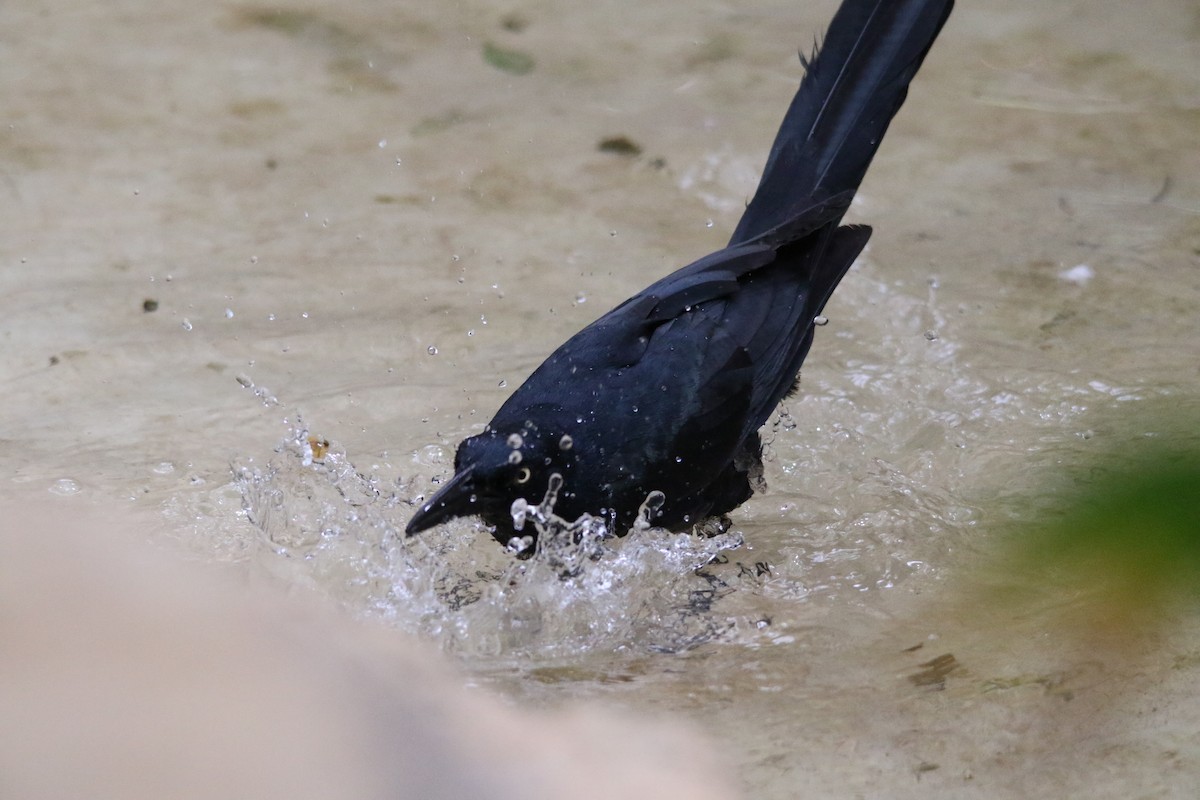 Great-tailed Grackle - ML619460803
