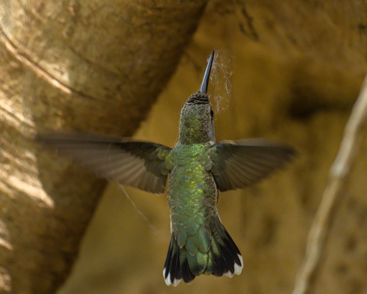 Broad-tailed Hummingbird - ML619460908