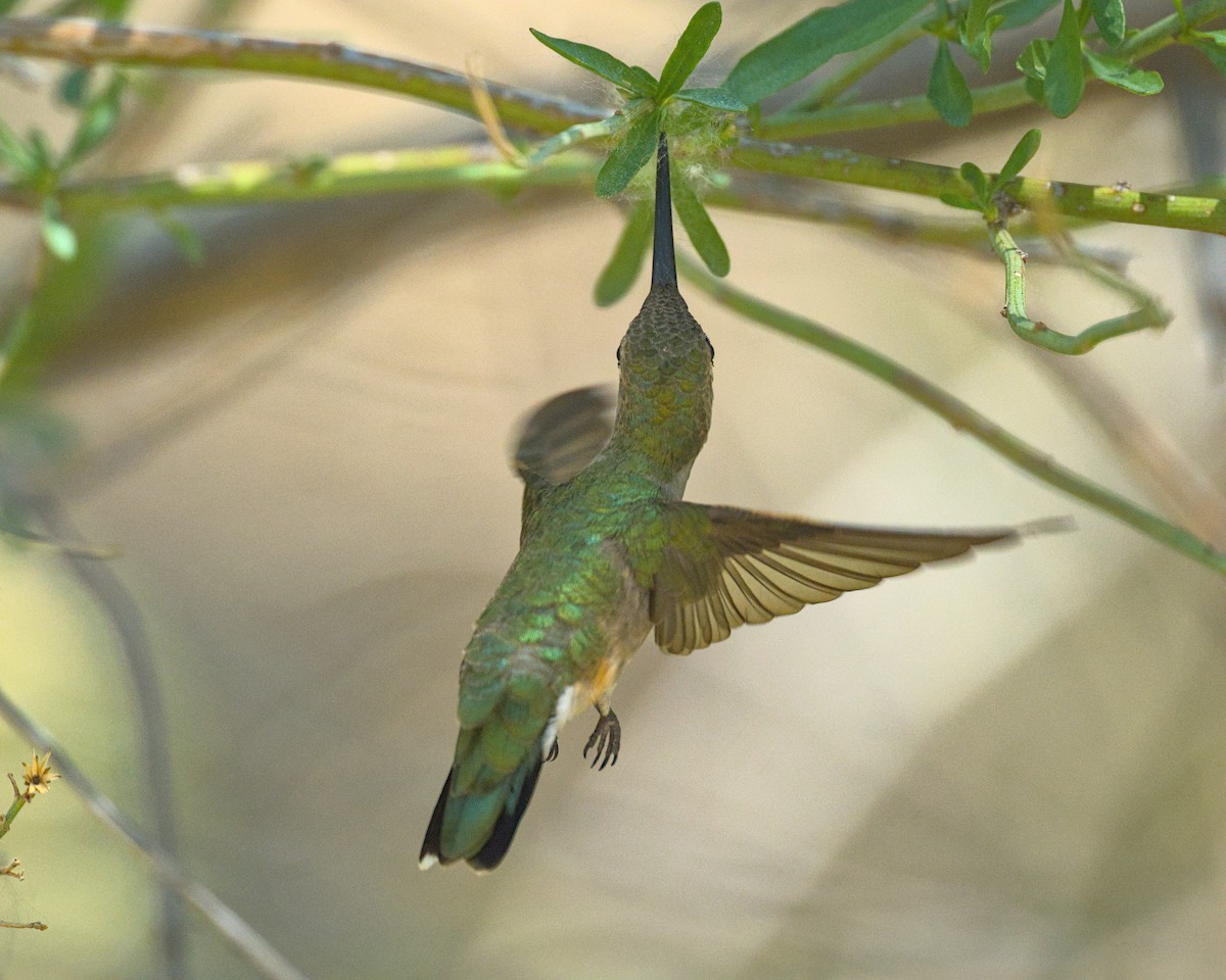 Broad-tailed Hummingbird - ML619460909