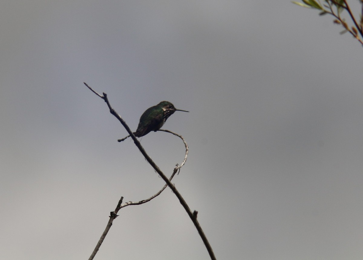 Calliope Hummingbird - ML619460939