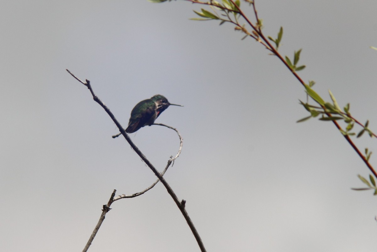 Calliope Hummingbird - ML619460940