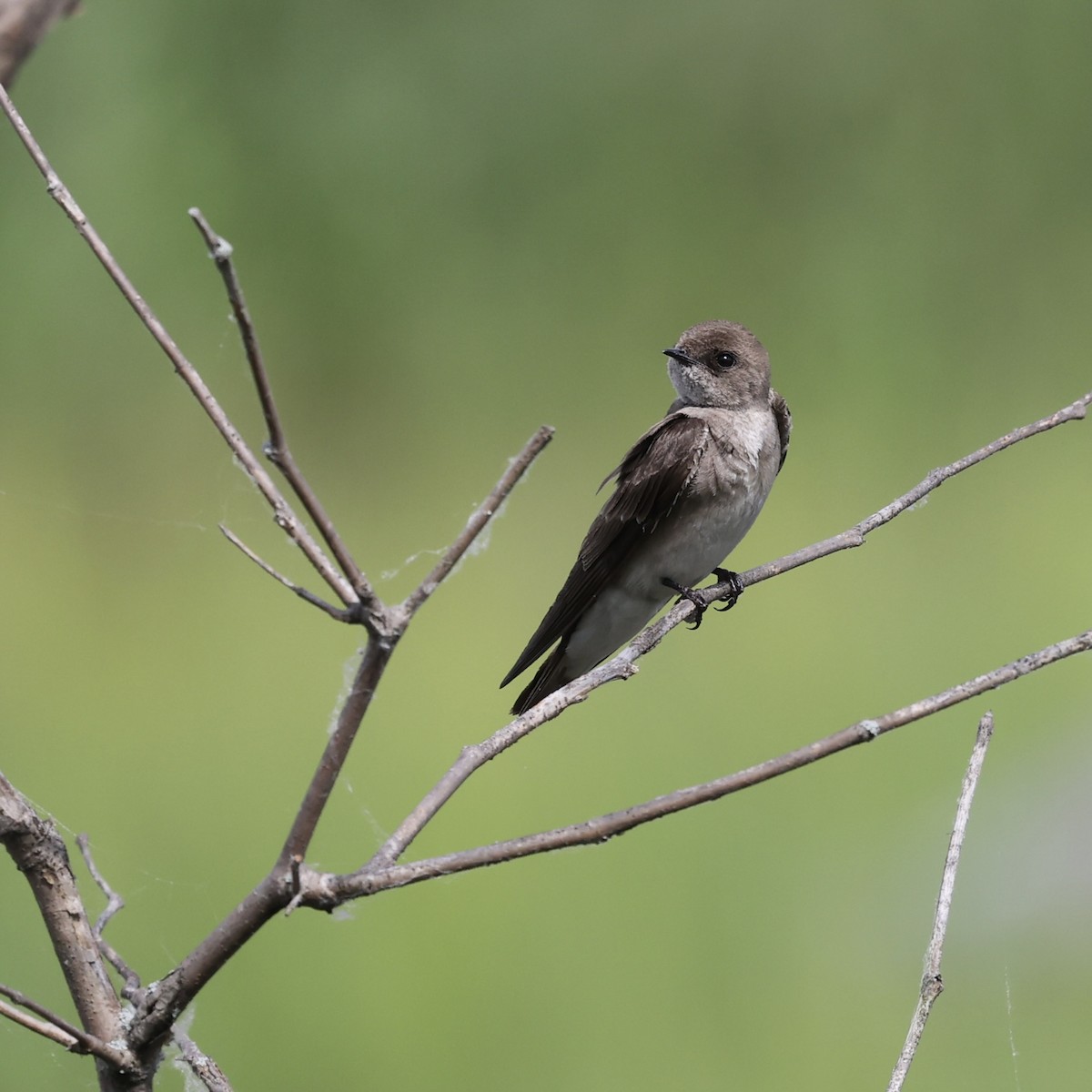 Northern Rough-winged Swallow - ML619460976