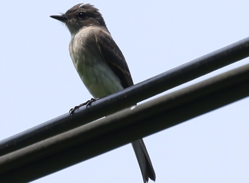 Great Crested Flycatcher - ML619460989