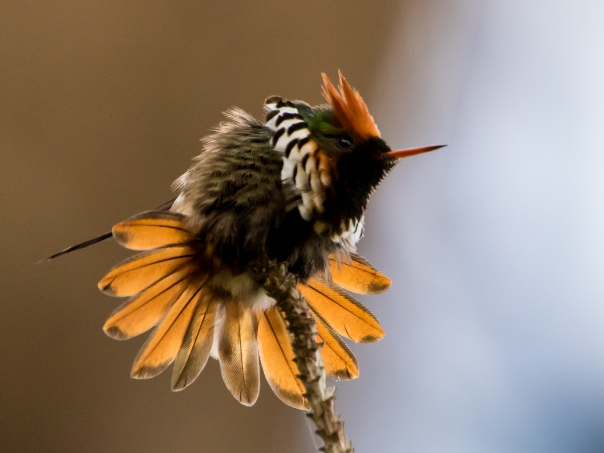 Frilled Coquette - ML619461006