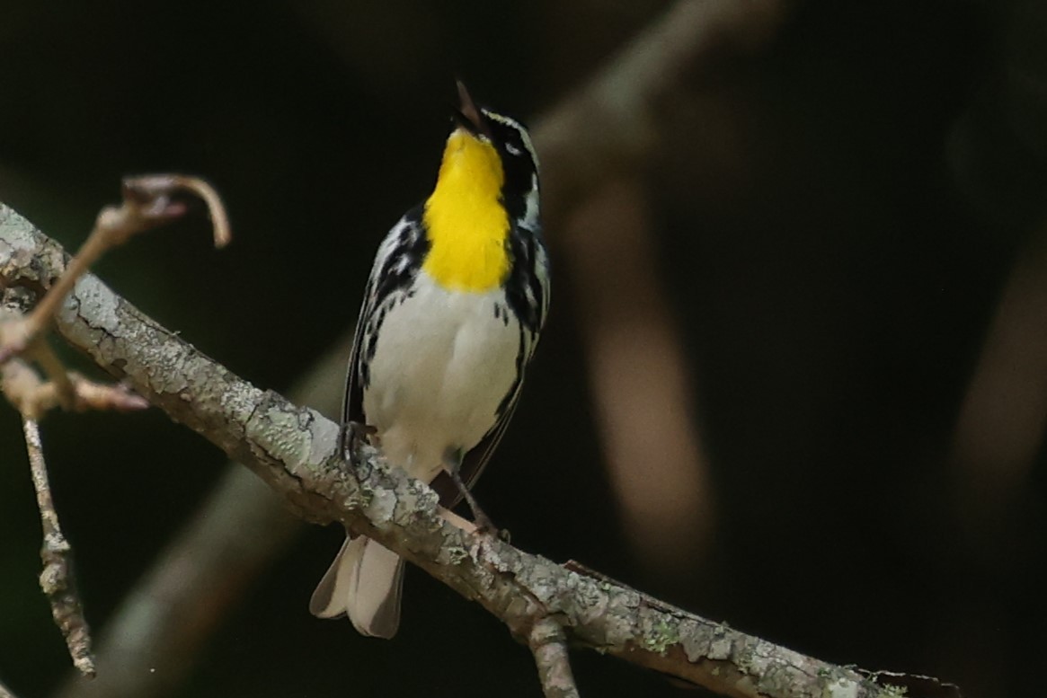 Yellow-throated Warbler - ML619461081