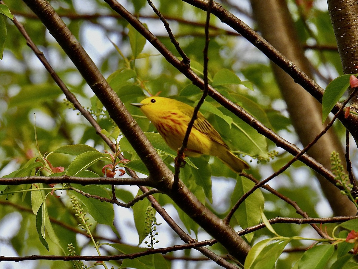 Yellow Warbler - ML619461110
