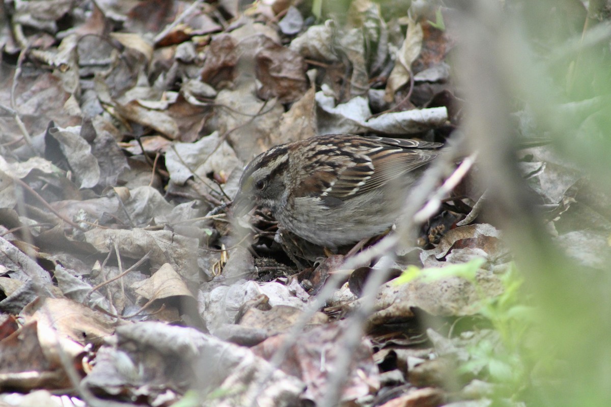 White-throated Sparrow - ML619461134