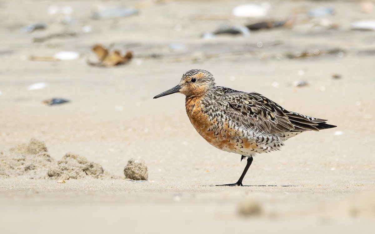 Red Knot - ML619461148