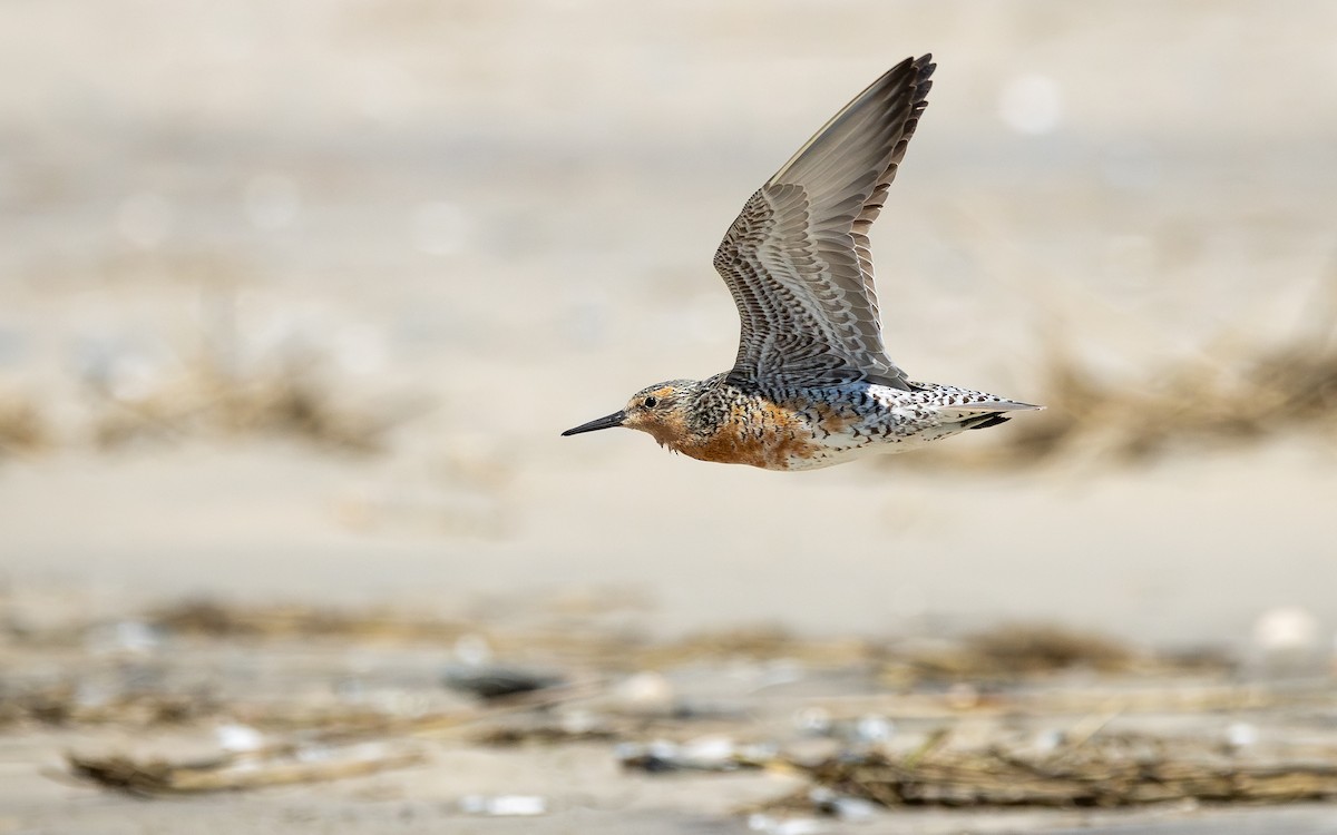 Red Knot - ML619461150
