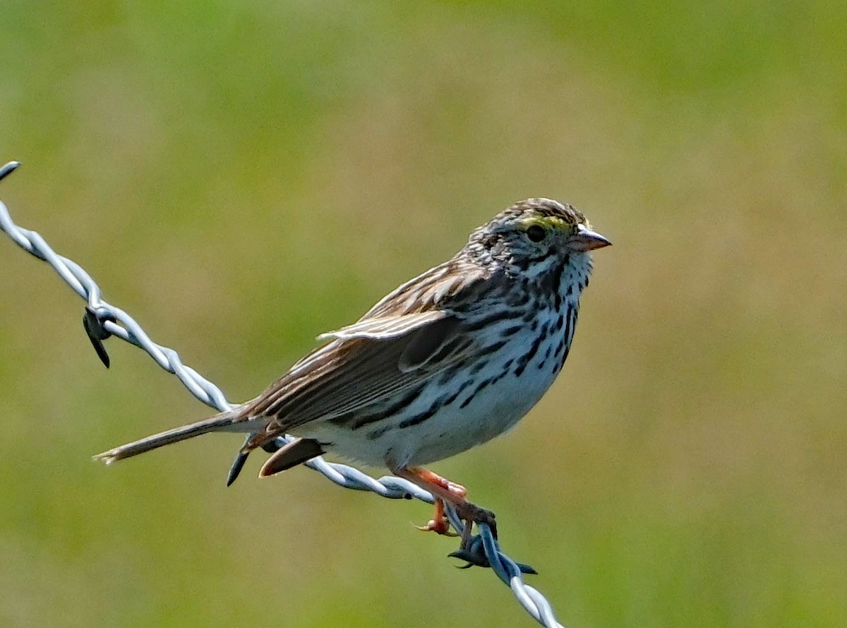 Savannah Sparrow - ML619461169