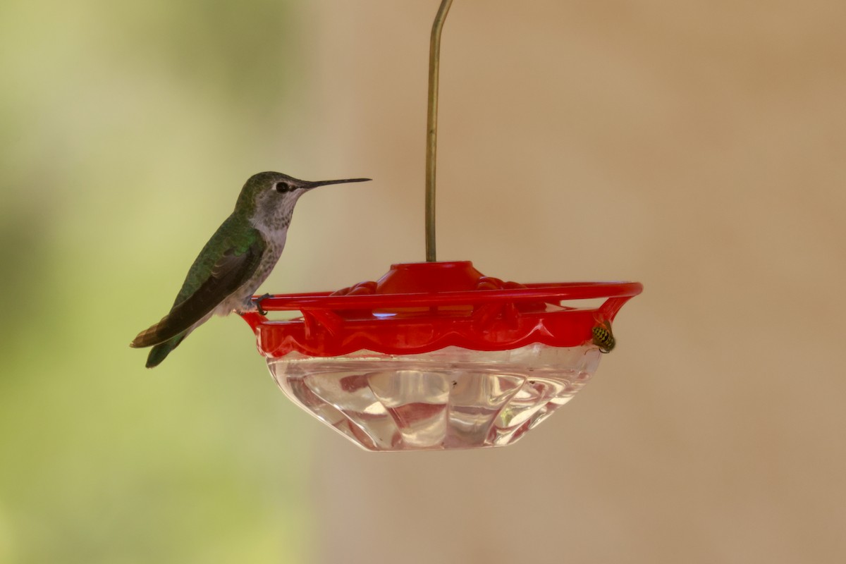 Anna's Hummingbird - ML619461182