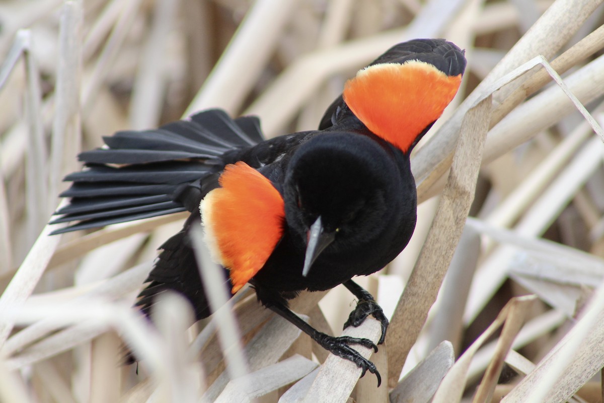 Red-winged Blackbird (Red-winged) - ML619461193