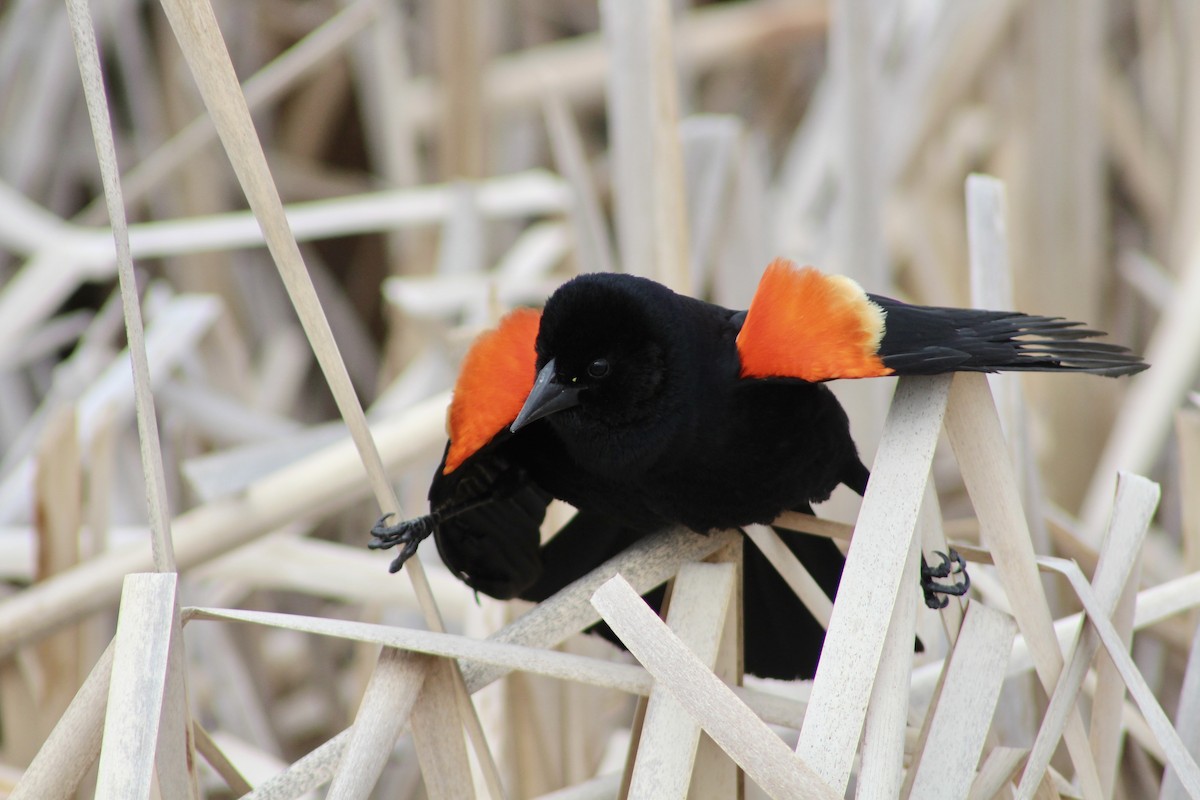 Red-winged Blackbird (Red-winged) - ML619461194
