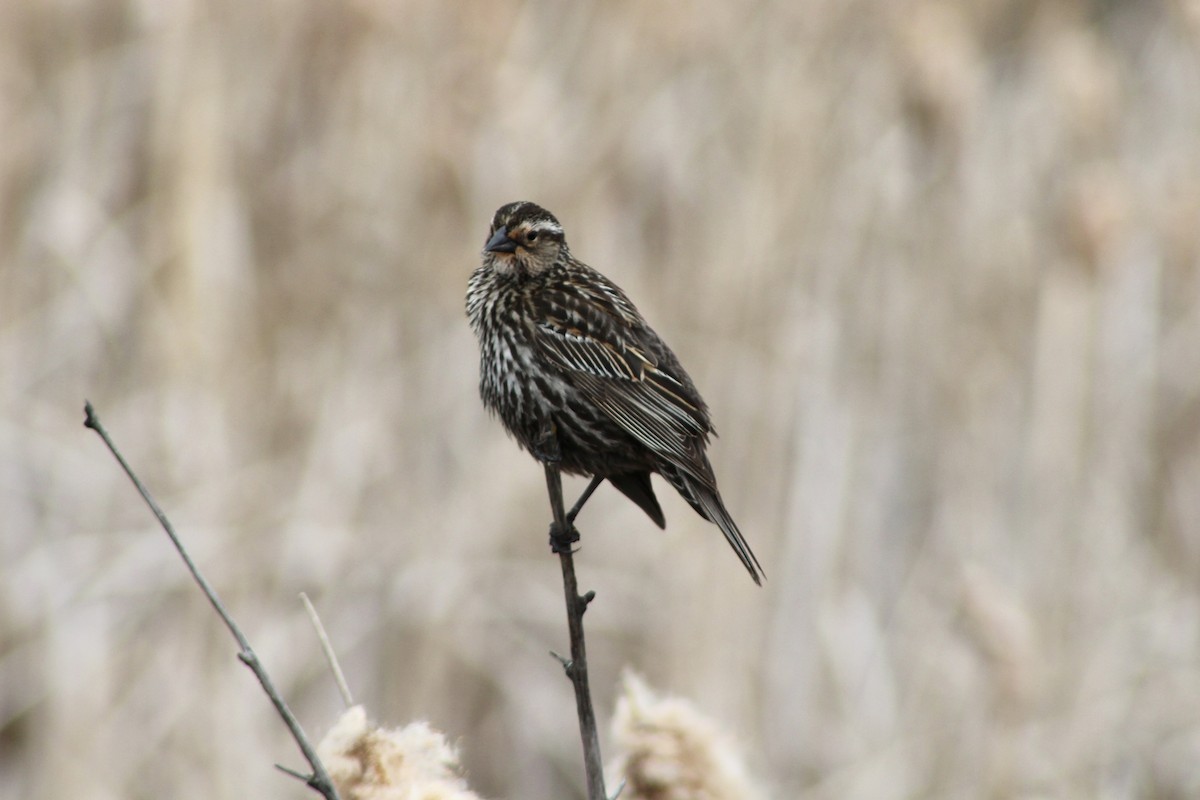 Red-winged Blackbird (Red-winged) - ML619461195