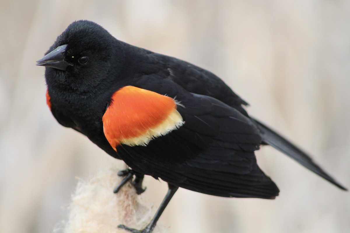Red-winged Blackbird (Red-winged) - ML619461196