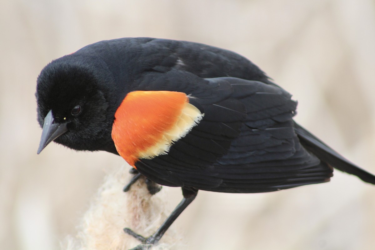 Red-winged Blackbird (Red-winged) - ML619461197