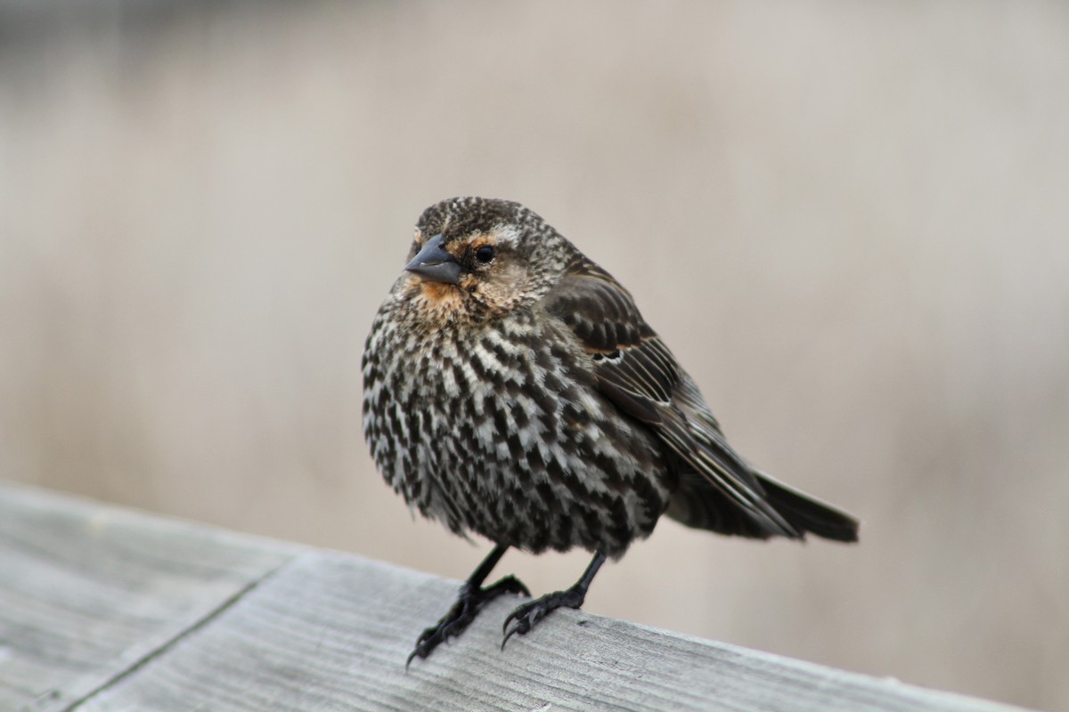 Red-winged Blackbird (Red-winged) - ML619461198