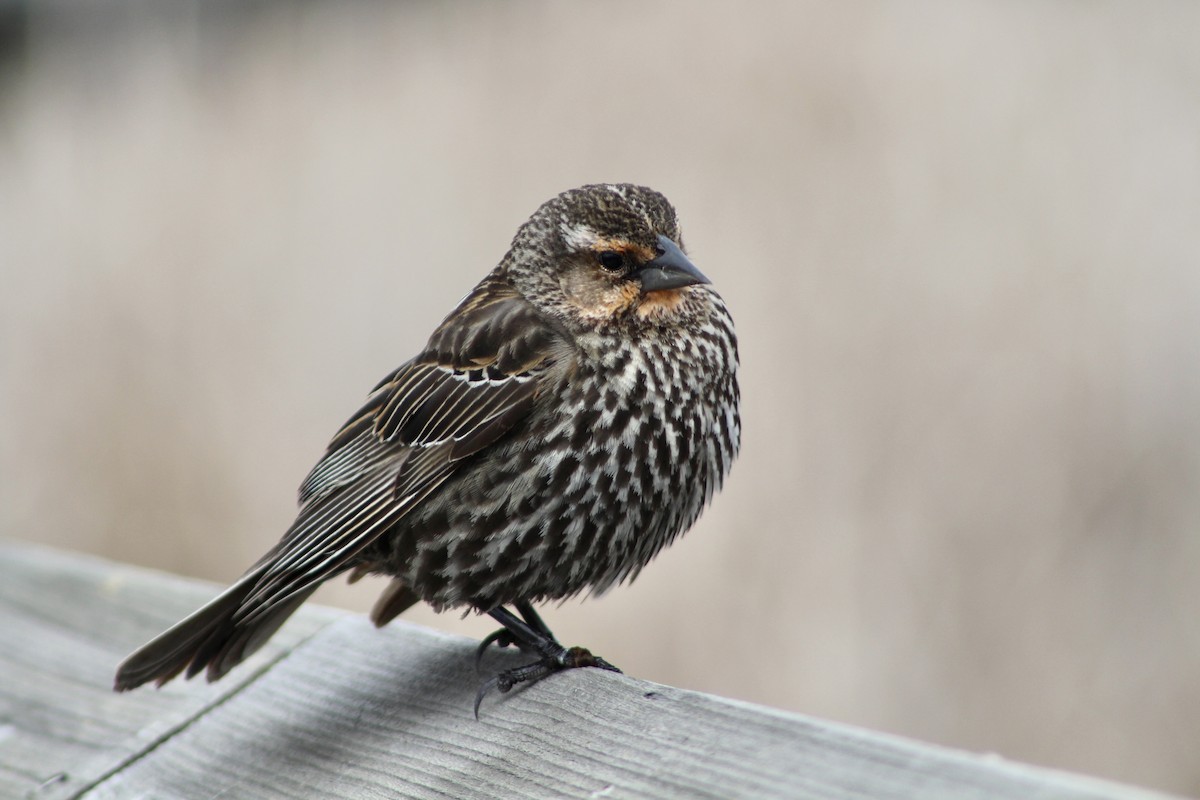 Red-winged Blackbird (Red-winged) - ML619461199