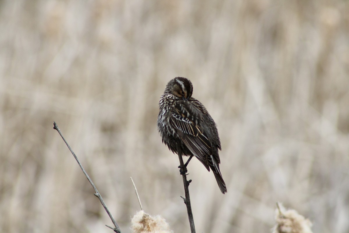 Red-winged Blackbird (Red-winged) - ML619461201