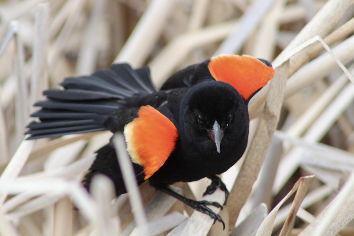 Red-winged Blackbird (Red-winged) - ML619461202