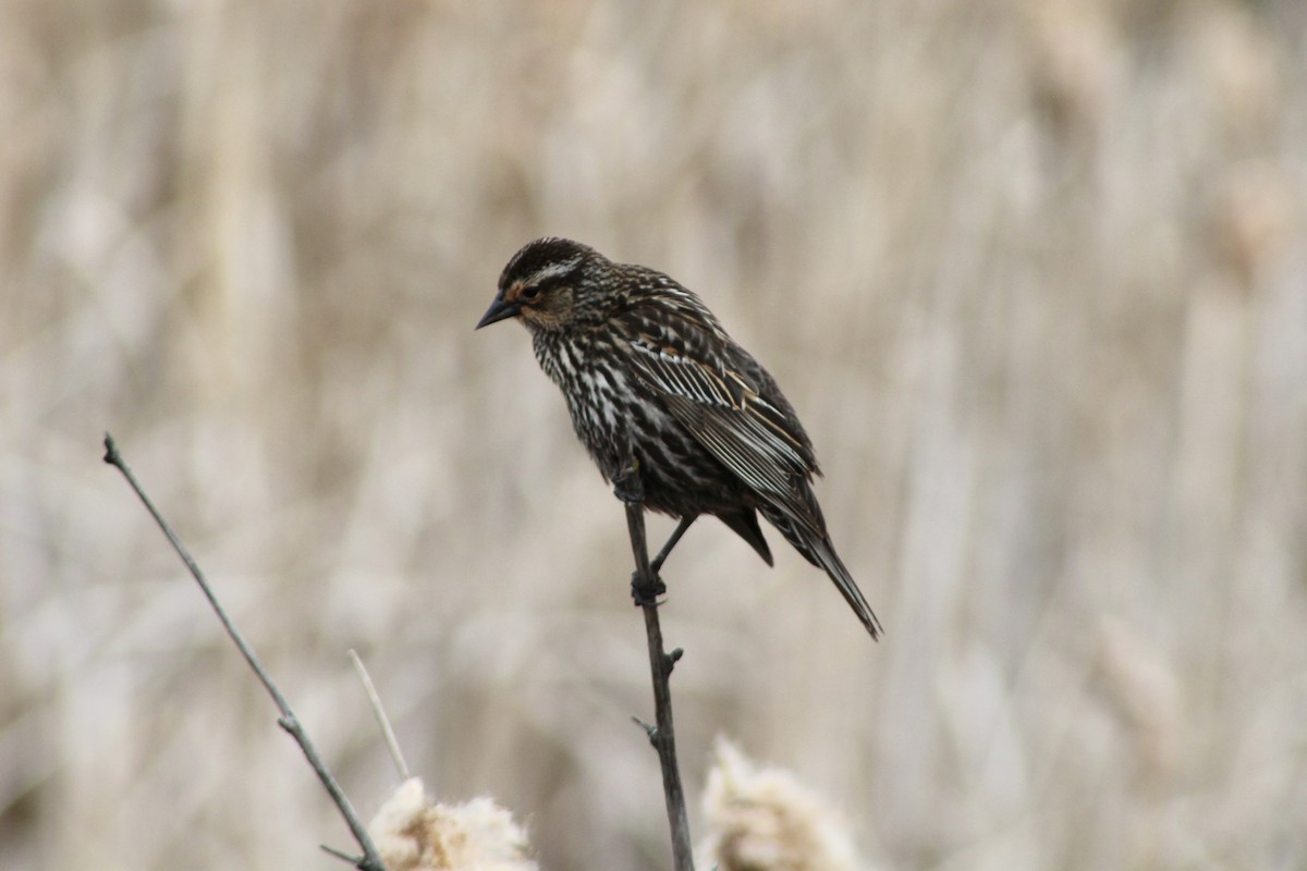 Red-winged Blackbird (Red-winged) - ML619461203