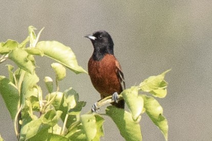 Orchard Oriole - ML619461352