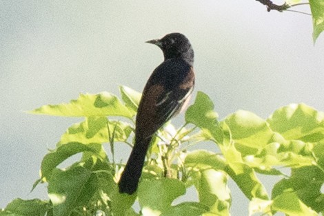 Orchard Oriole - ML619461353