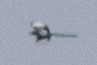Kara Gagalı Saksağan - ML619461375