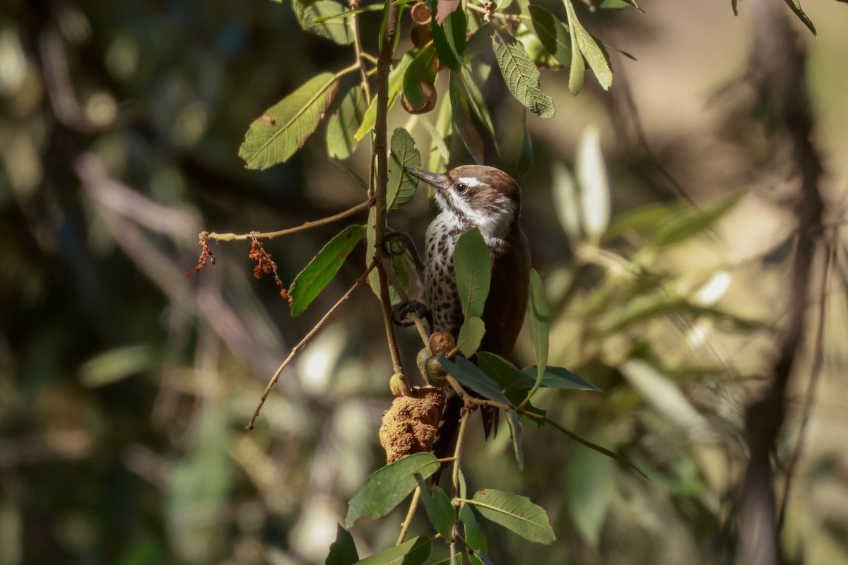 Arizona Woodpecker - ML619461401