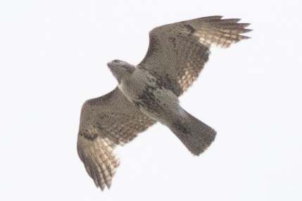 Red-tailed Hawk - ML619461424