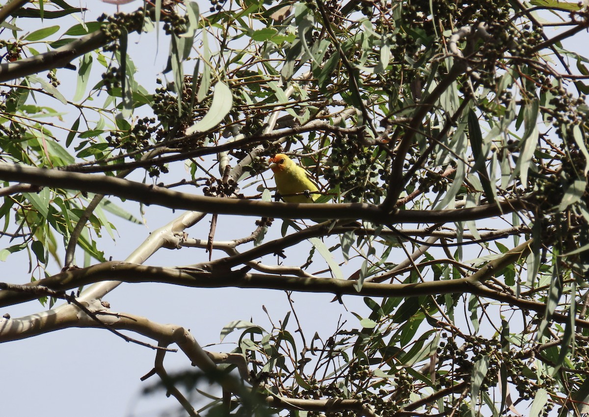 Western Tanager - ML619461427