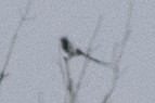 Kara Gagalı Saksağan - ML619461428