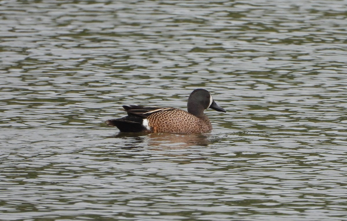 Blue-winged Teal - ML619461439