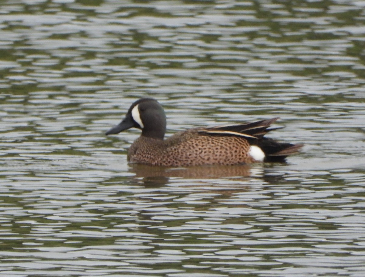 Blue-winged Teal - ML619461446