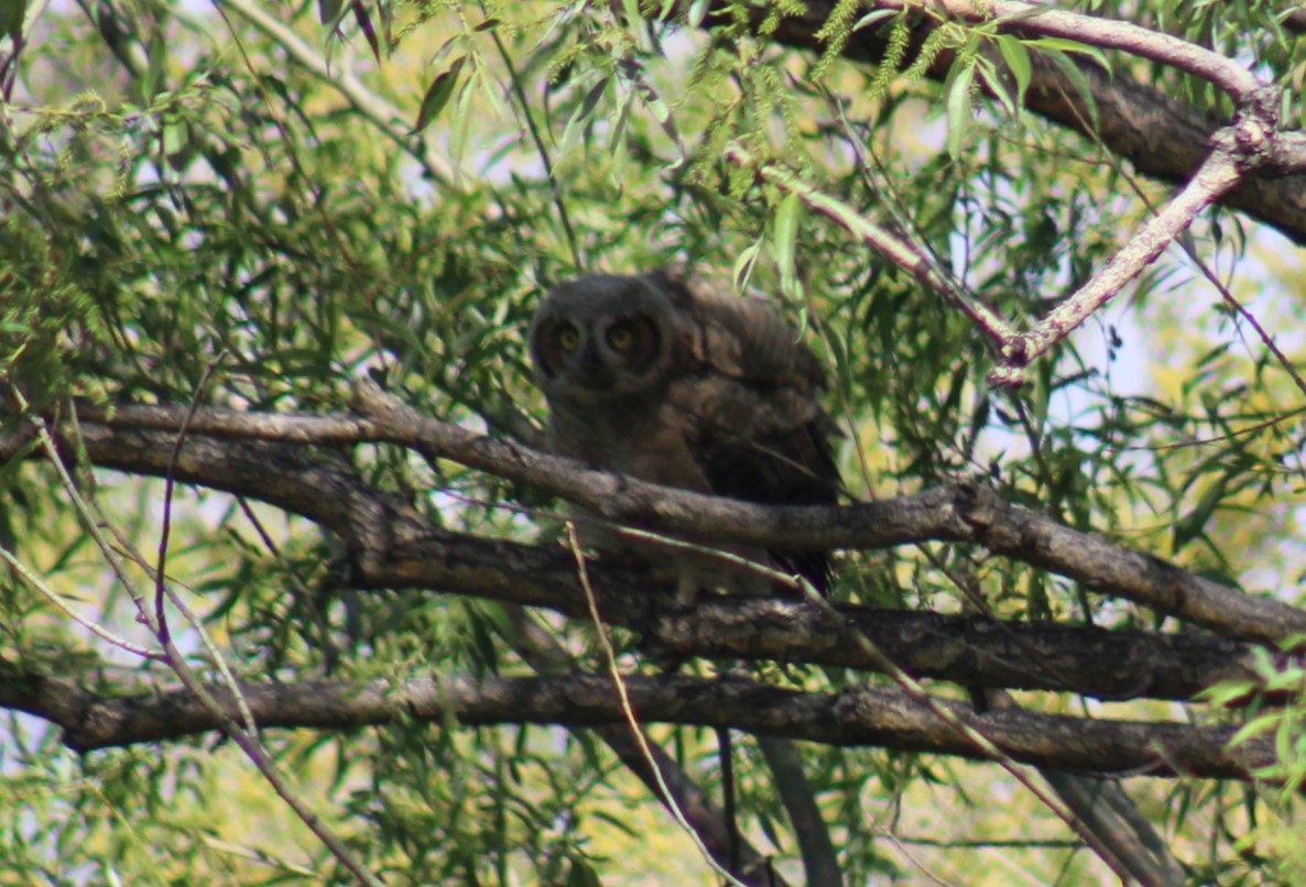 Great Horned Owl - ML619461447