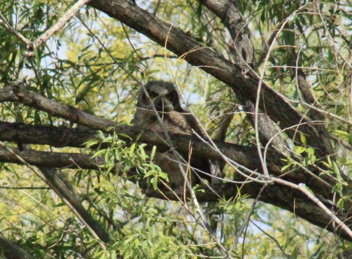 Great Horned Owl - ML619461448