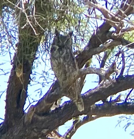 Great Horned Owl - ML619461473