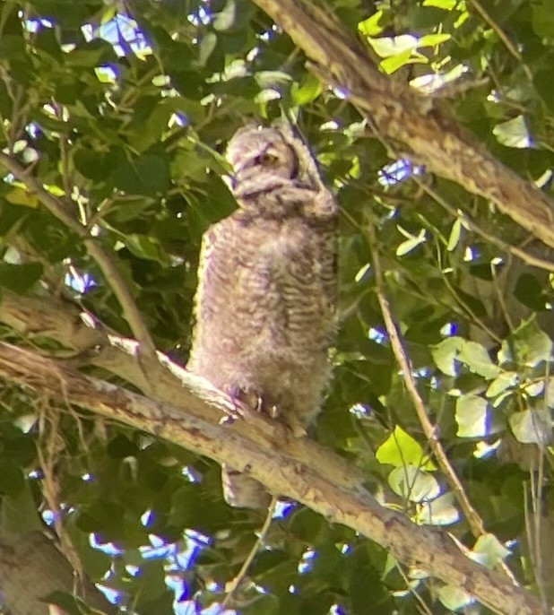 Great Horned Owl - ML619461480