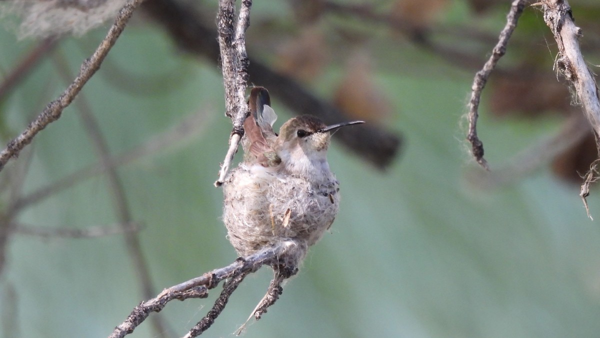 hummingbird sp. - ML619461529