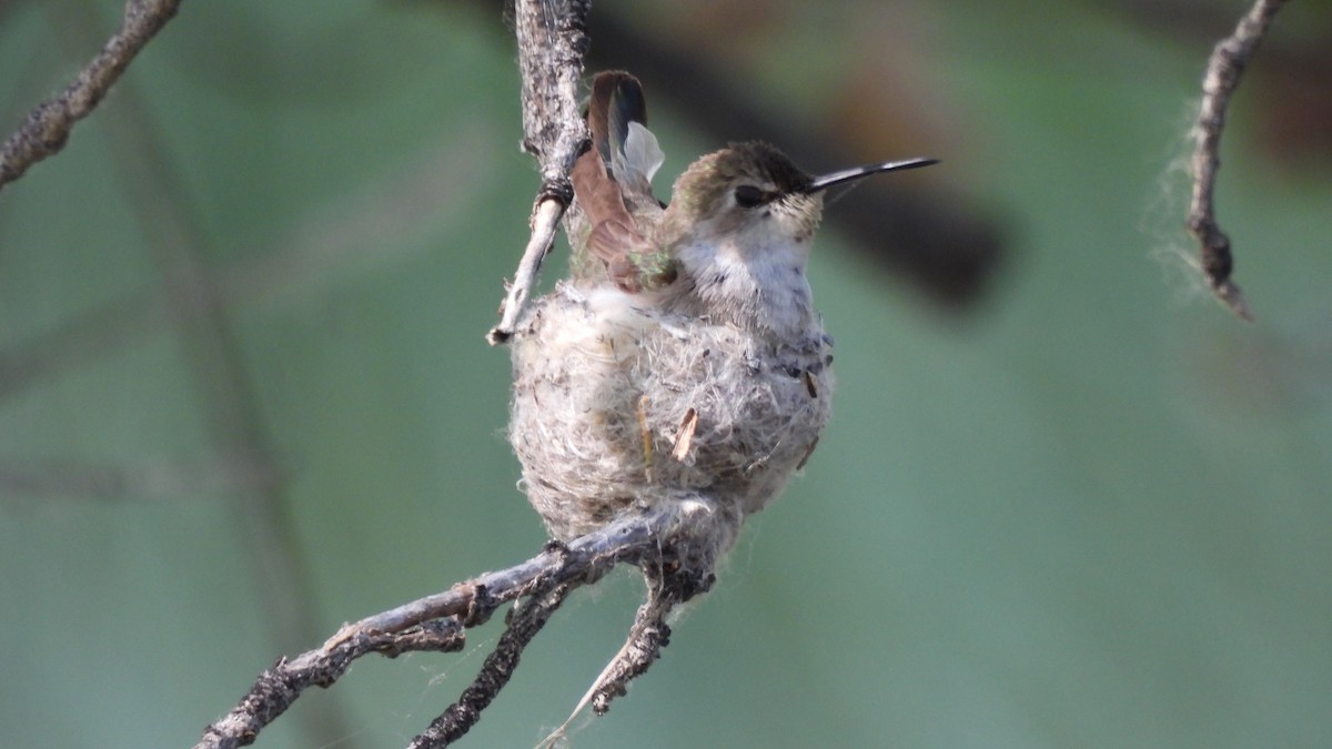 hummingbird sp. - ML619461530