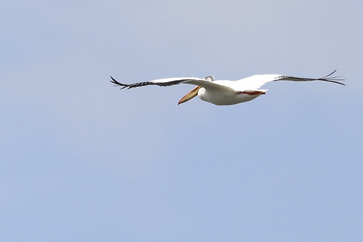pelikán severoamerický - ML619461563