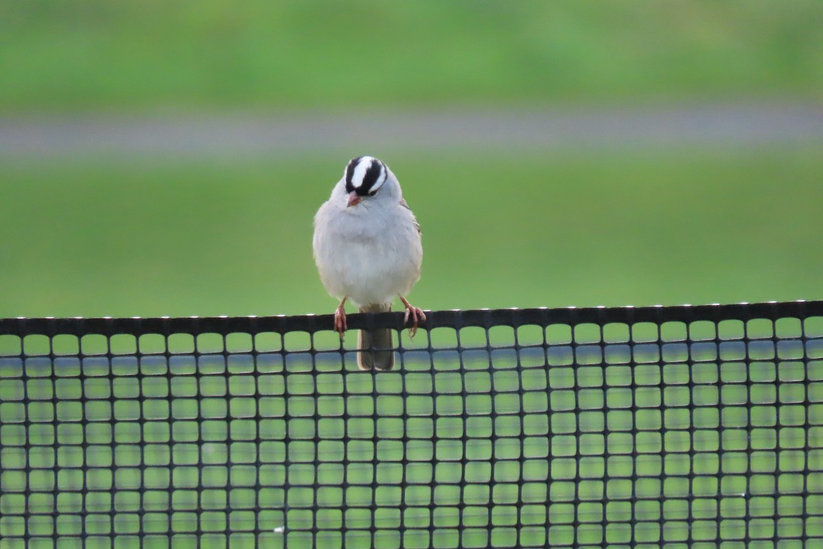 White-crowned Sparrow - ML619461591