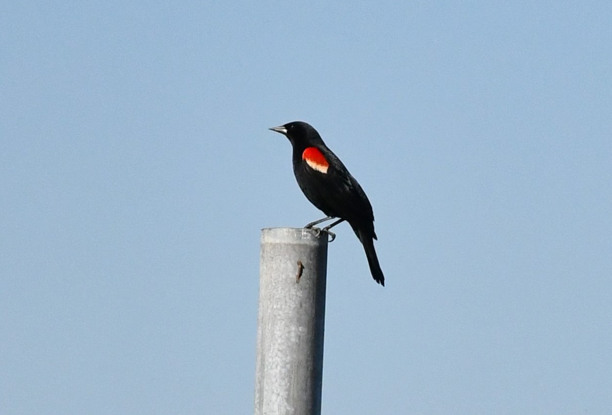 Red-winged Blackbird - ML619461596