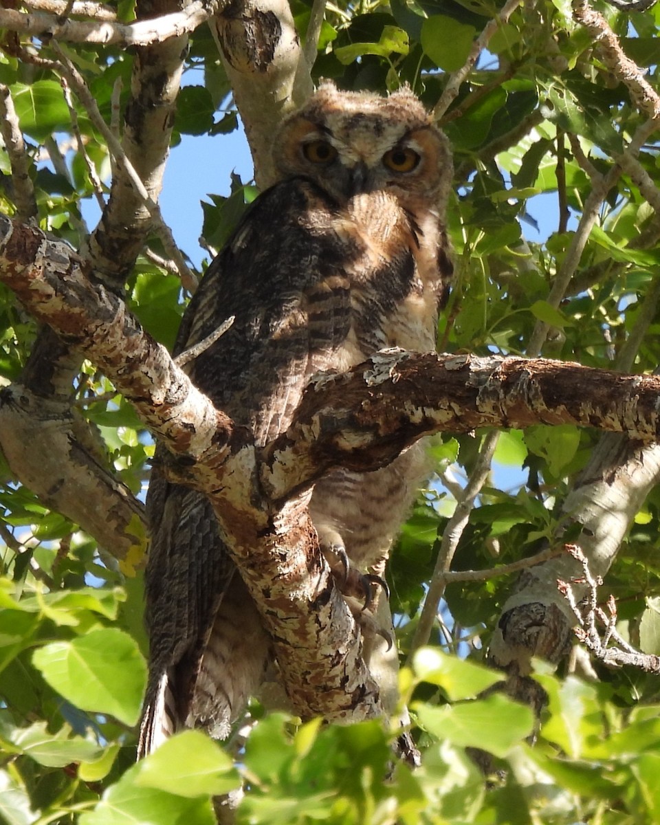 Great Horned Owl - ML619461628