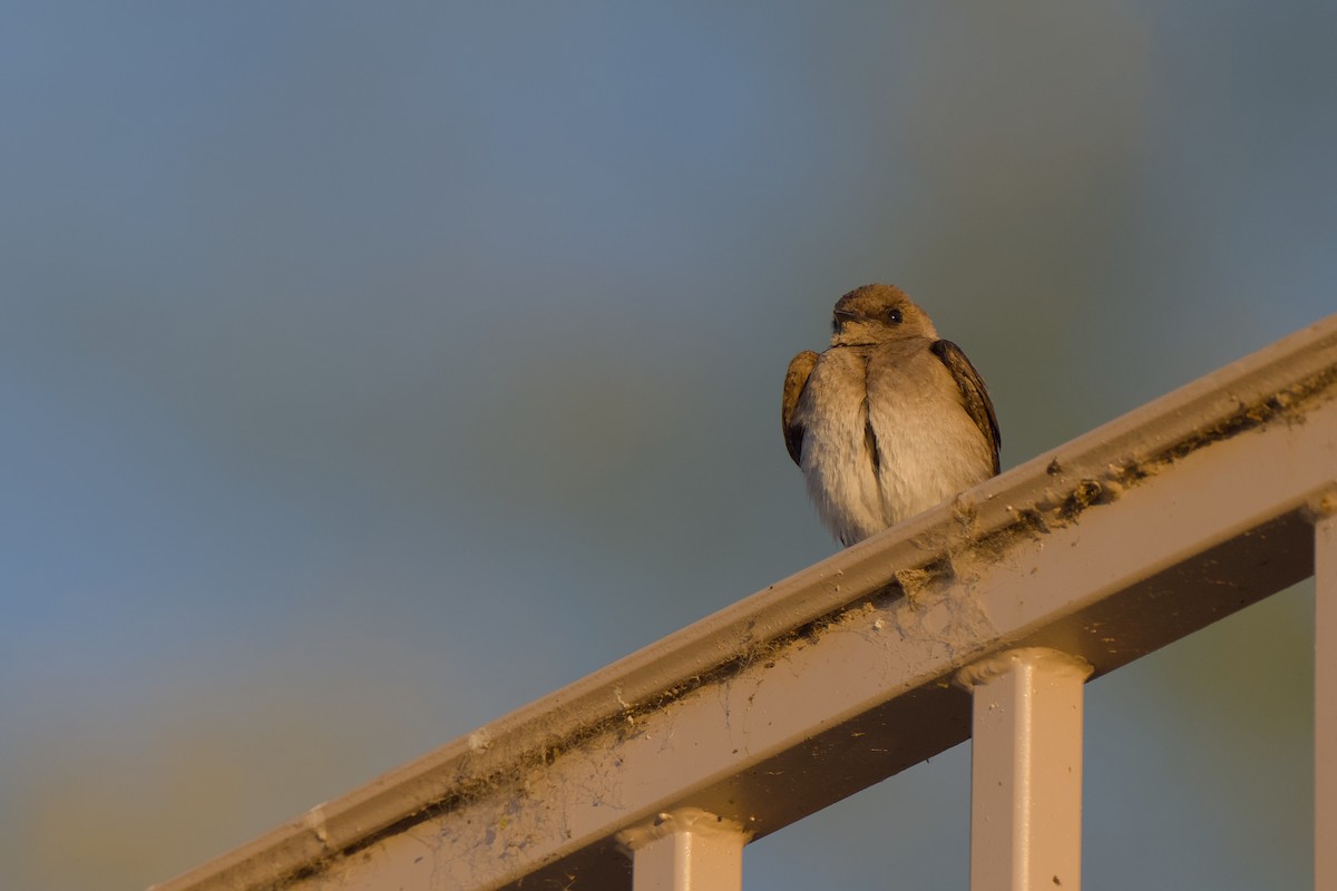 Northern Rough-winged Swallow - ML619461725